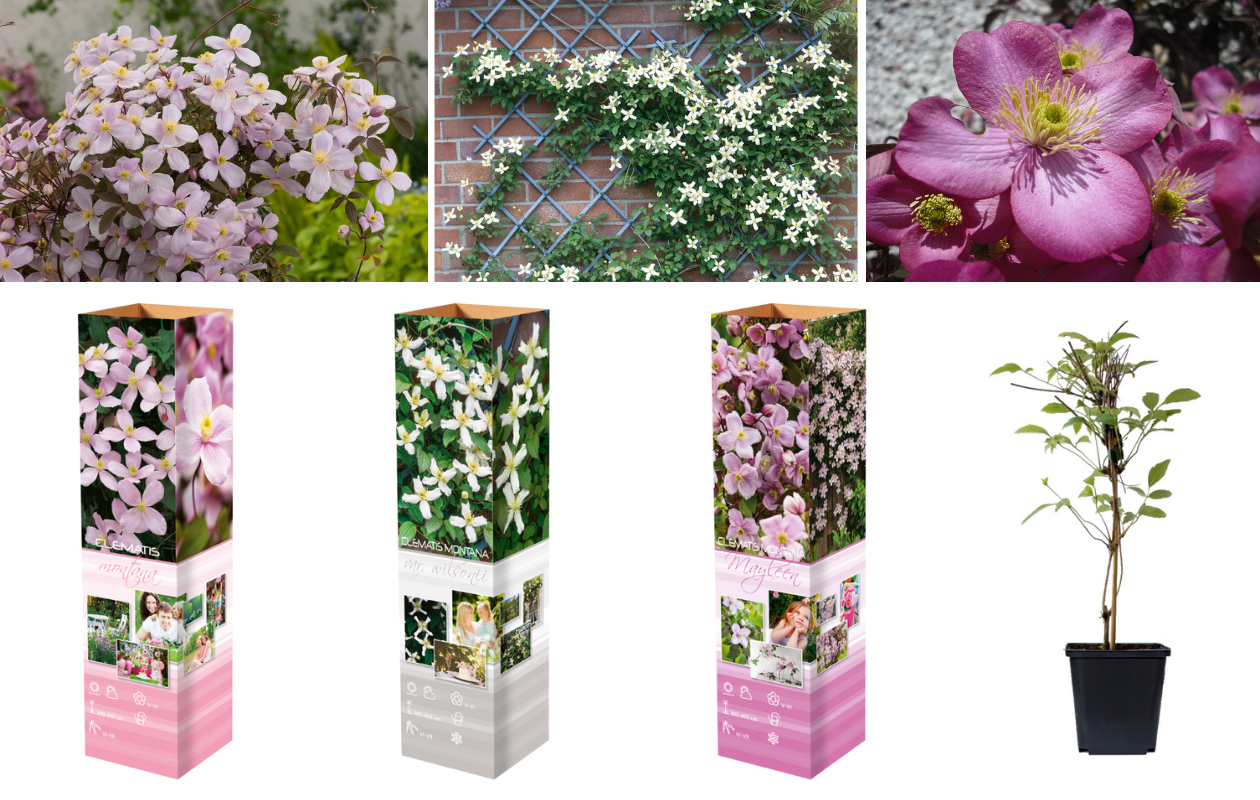 Montana Mix – 3 plantes grimpantes de différentes couleurs