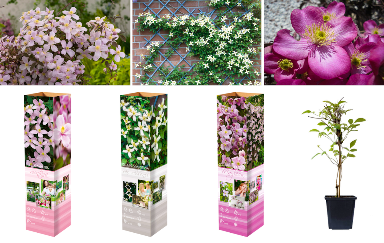 Clematis à Planter - Tricolor Collection - 3 plante exterieur jardin - Plantes Vivaces Exterieur - Rustique - Naturelle Plantes de Hollande - Pour le jardin et le pot (pas de graines Clematis à Planter - Tricolor Collection - 3 plante exterieur jardin - Plantes Vivaces Exterieur - Rustique - Naturelle Plantes de Hollande - Pour le jardin et le pot (pas de graines