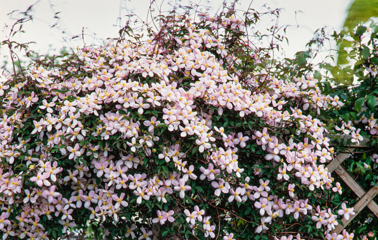 Montana Mix – 3 plantes grimpantes de différentes couleurs