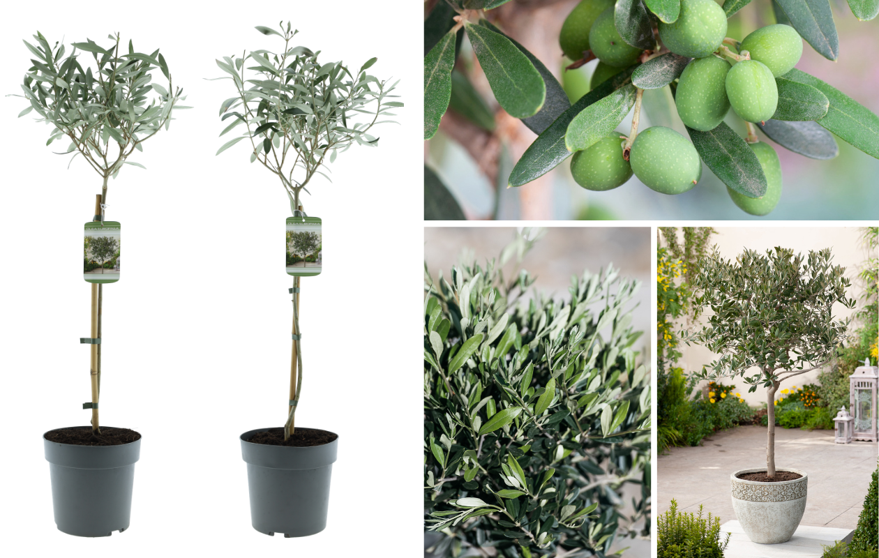 Olijfbomen op stam XL - 2 stuks