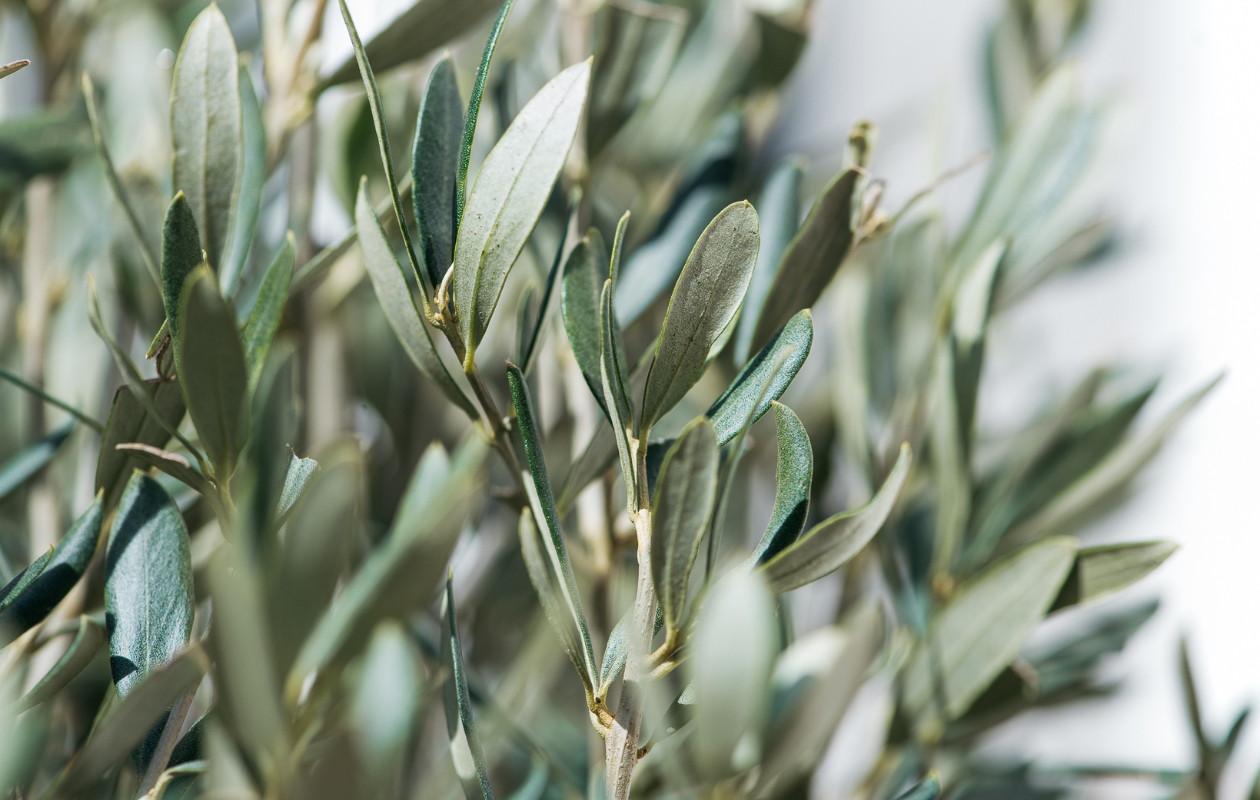 Olijfbomen op stam XL - 2 stuks