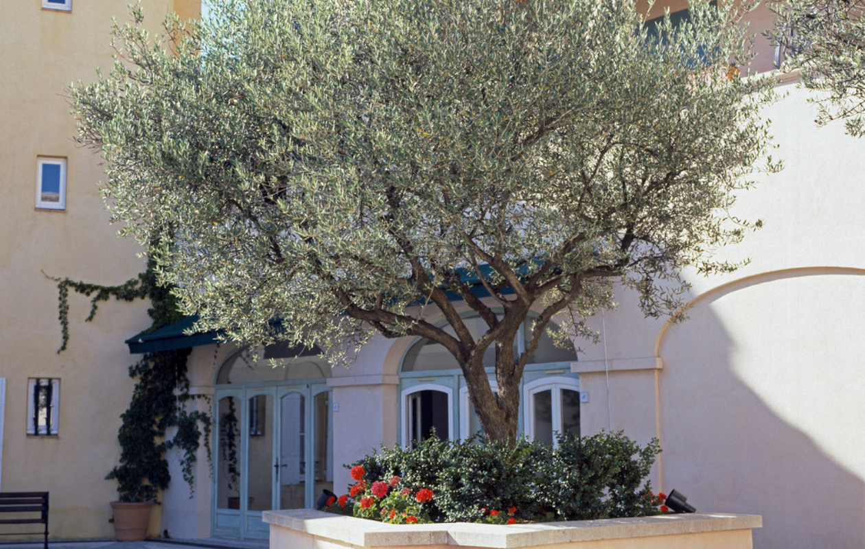 Olijfbomen op stam XL - 2 stuks