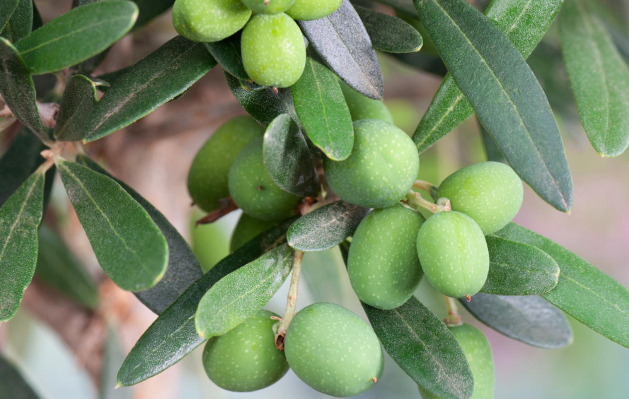 Olijfbomen op stam XL - 2 stuks