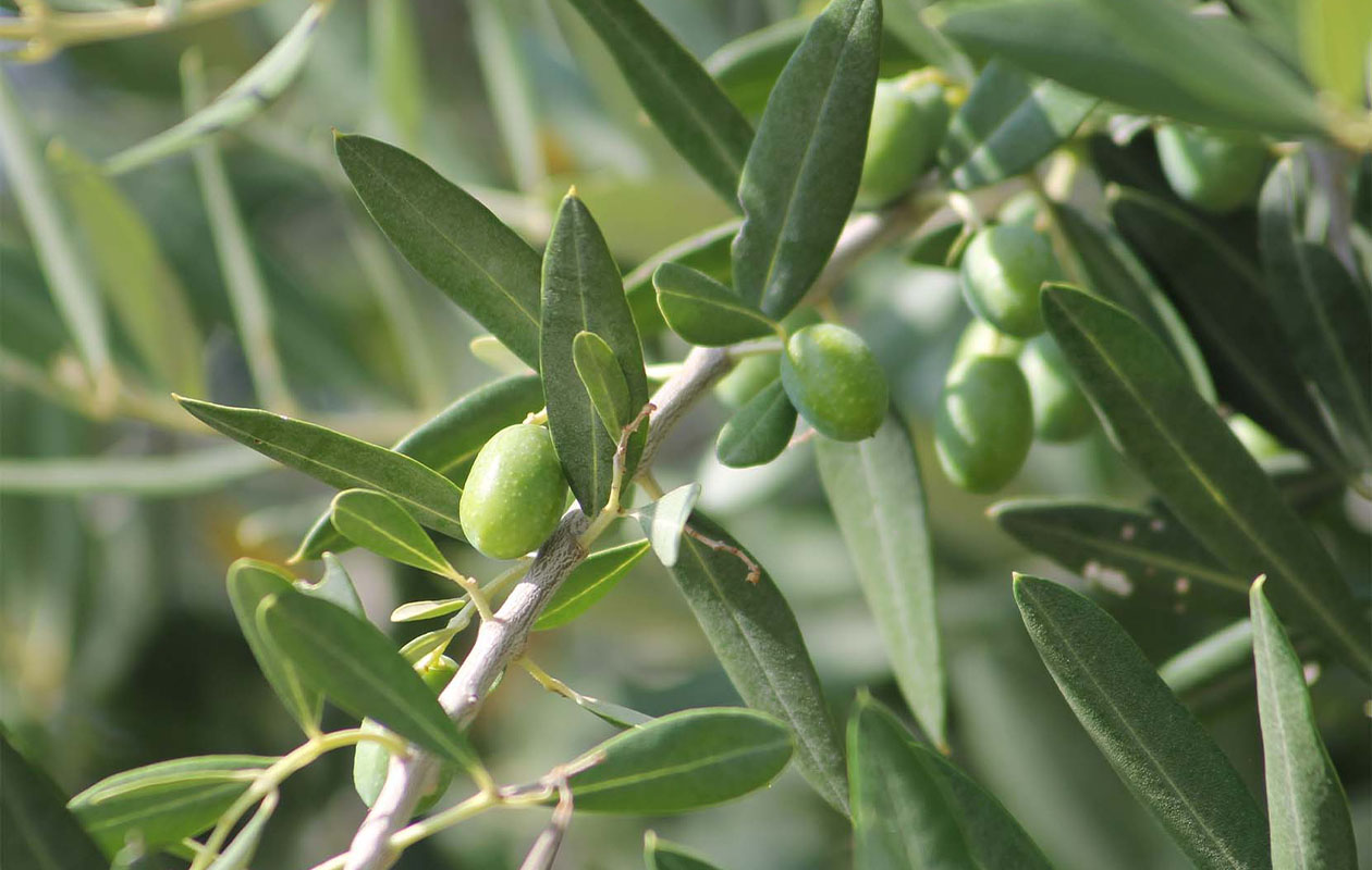 Set van 2 Olijfbomen op stam (45 - 50 cm)