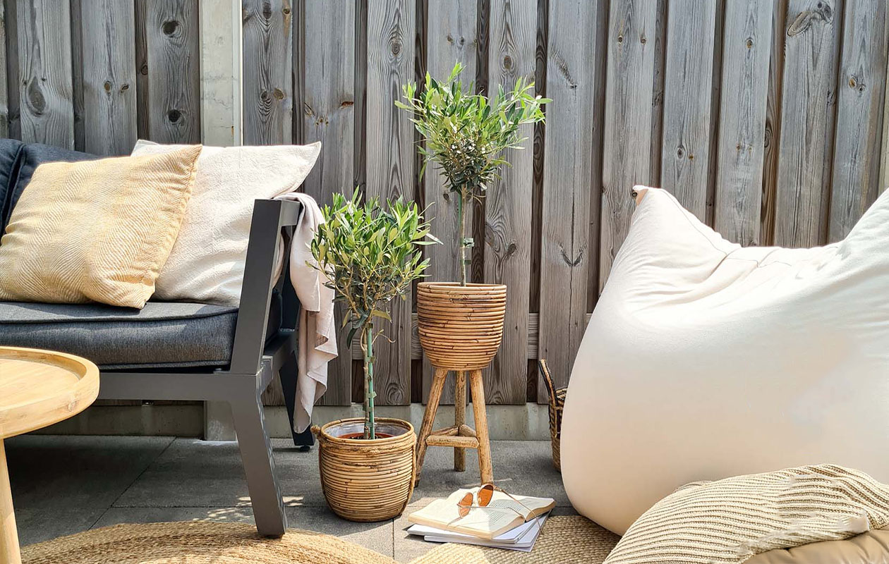 Set van 2 Olijfbomen op stam (45 - 50 cm)