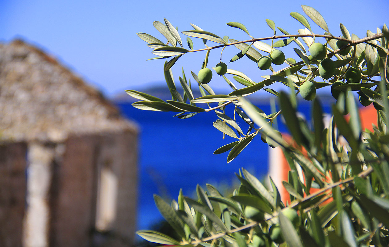 Set van 2 Olijfbomen op stam (45 - 50 cm)