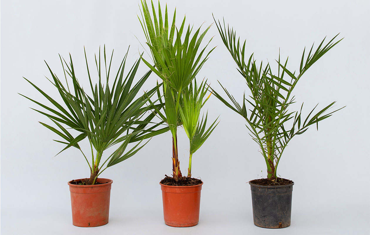 Set van 3 Outdoor Palmenmix (50 - 70 cm)