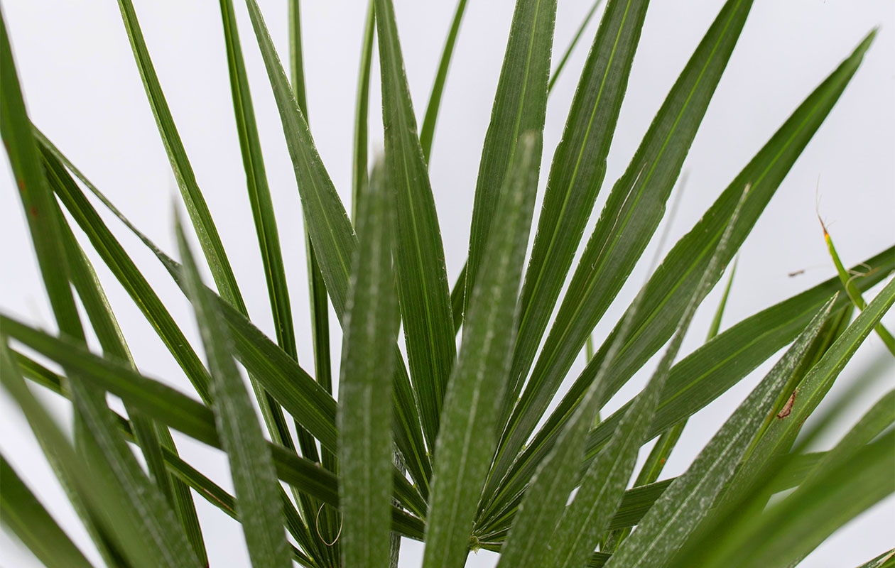 Set van 3 Outdoor Palmenmix (50 - 70 cm)