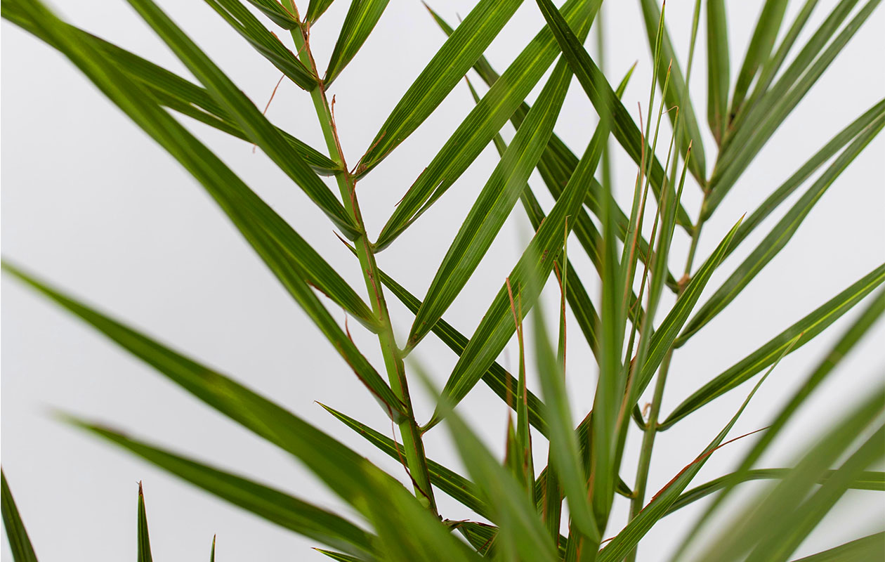 Set van 3 Outdoor Palmenmix (50 - 70 cm)