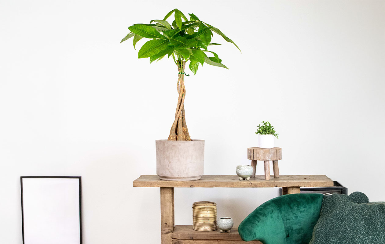 Pachira 'Arbre à argent' (60 - 70 cm)