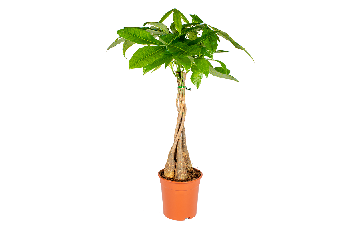 Pachira 'Arbre à argent' (60 - 70 cm)
