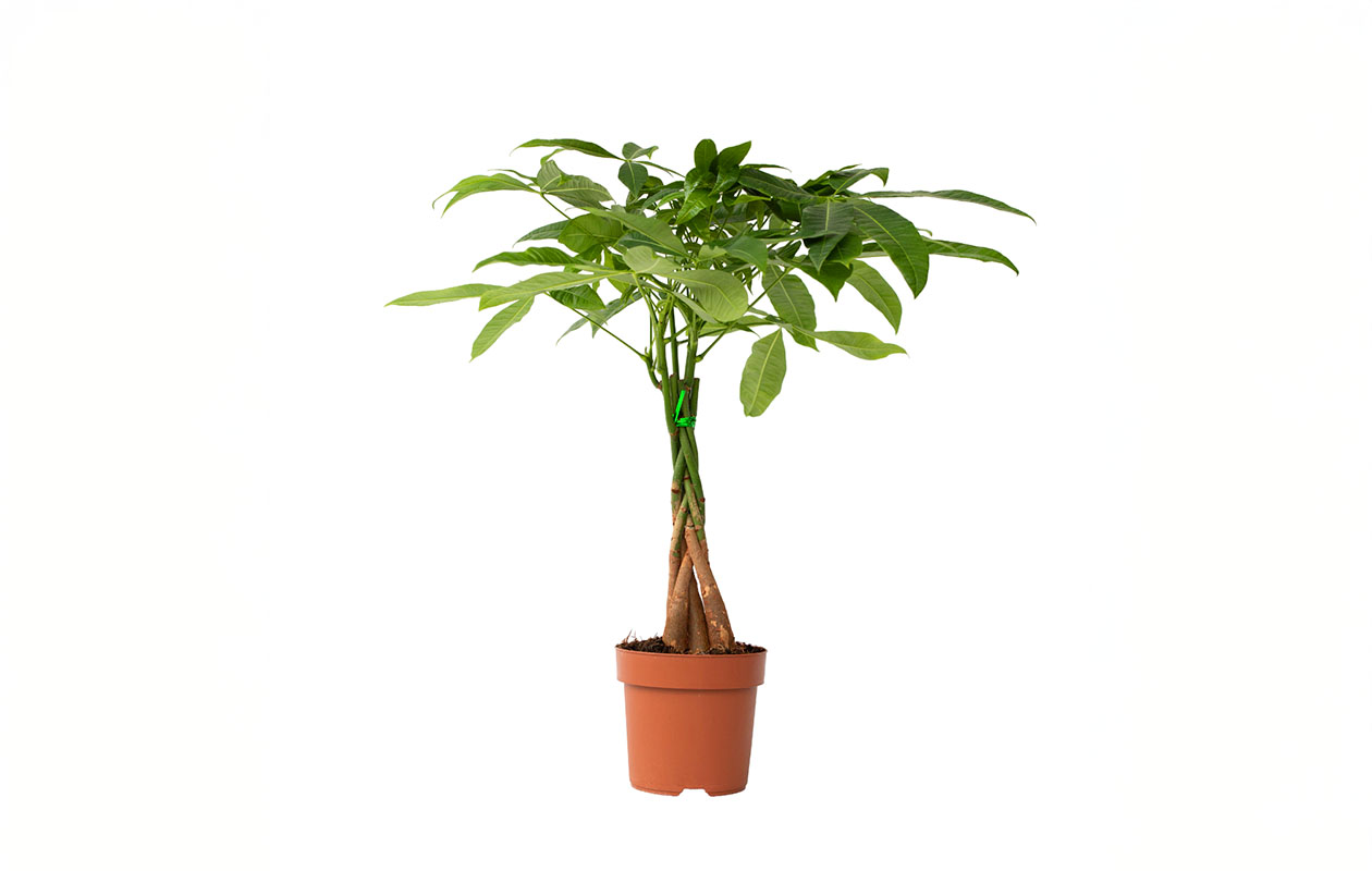 Pachira 'Arbre à argent' (60 - 70 cm)