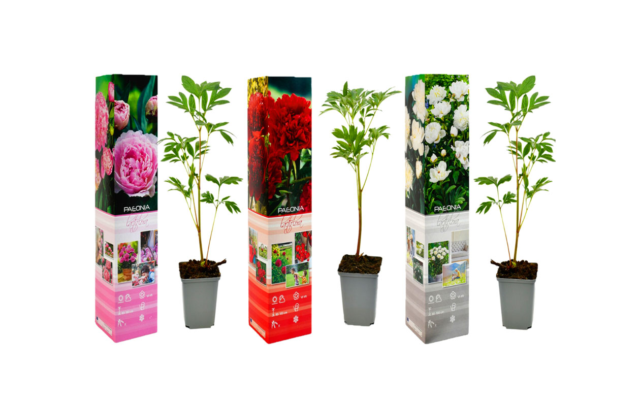 Set van 3 Paeonia Lactiflora Mix 'Pioenrozen' 20 - 38 cm