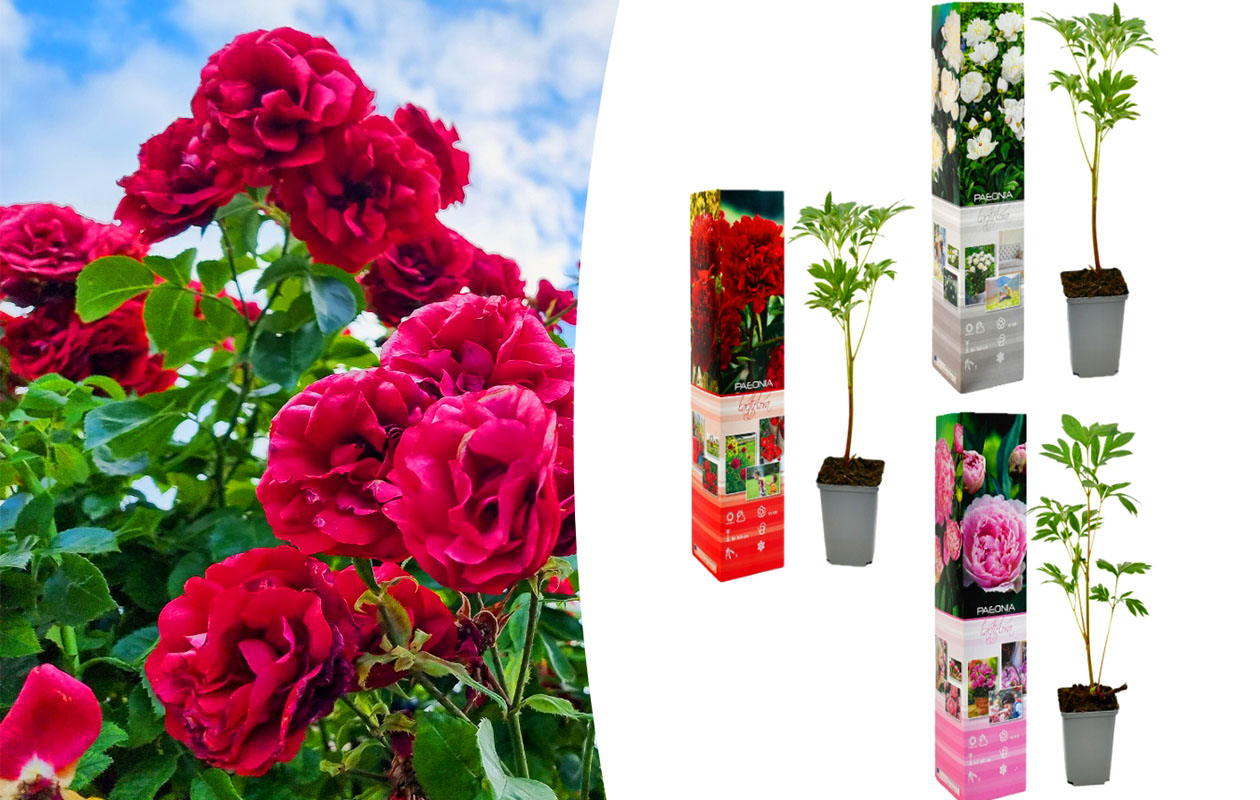Set van 3 Paeonia Lactiflora Mix 'Pioenrozen' 20 - 38 cm