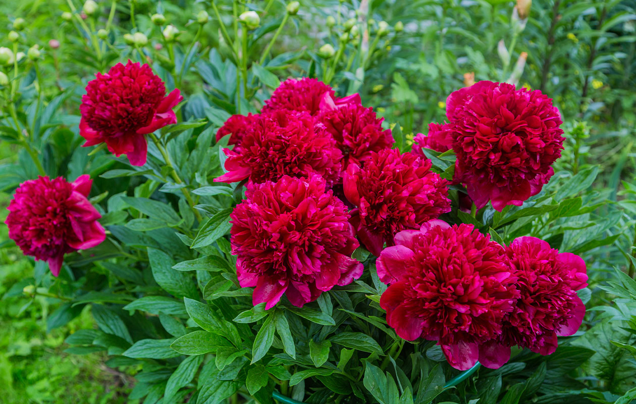 Set van 3 Paeonia Lactiflora Mix 'Pioenrozen' 20 - 38 cm