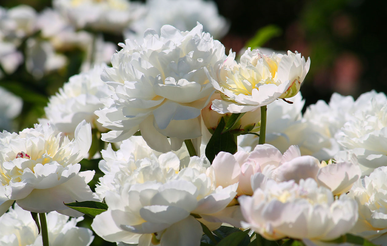 Set van 3 Paeonia Lactiflora Mix 'Pioenrozen' 20 - 38 cm