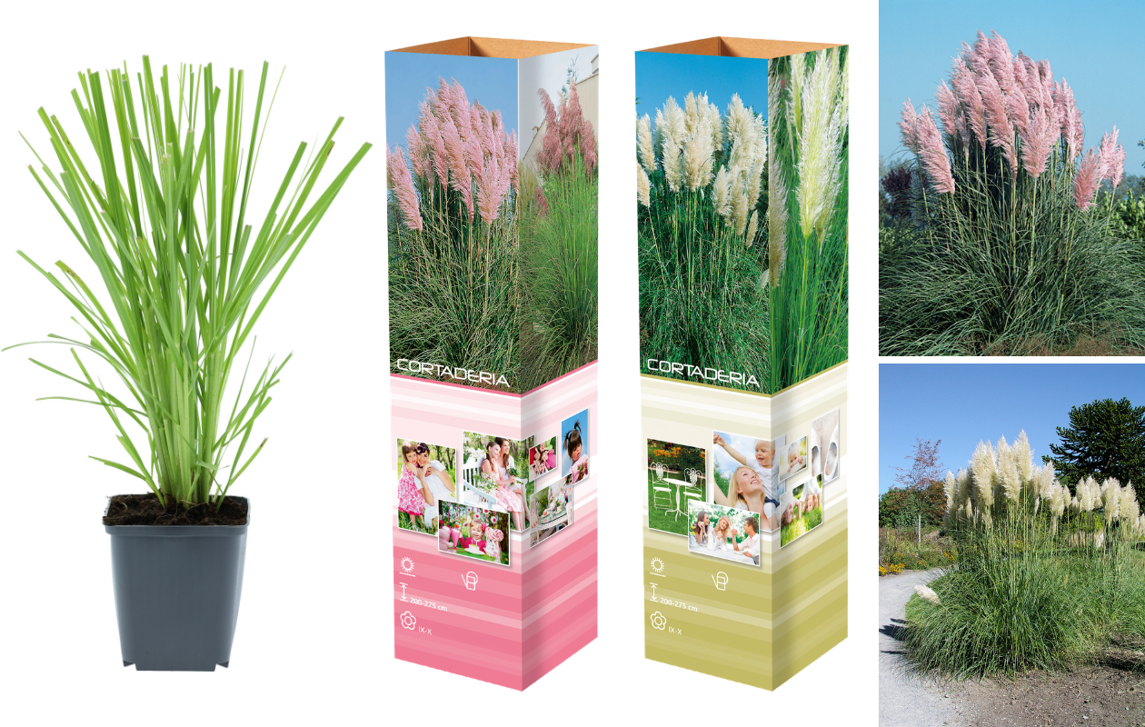 Pampasgras ‘Cortaderia selloana’ 4 stuks