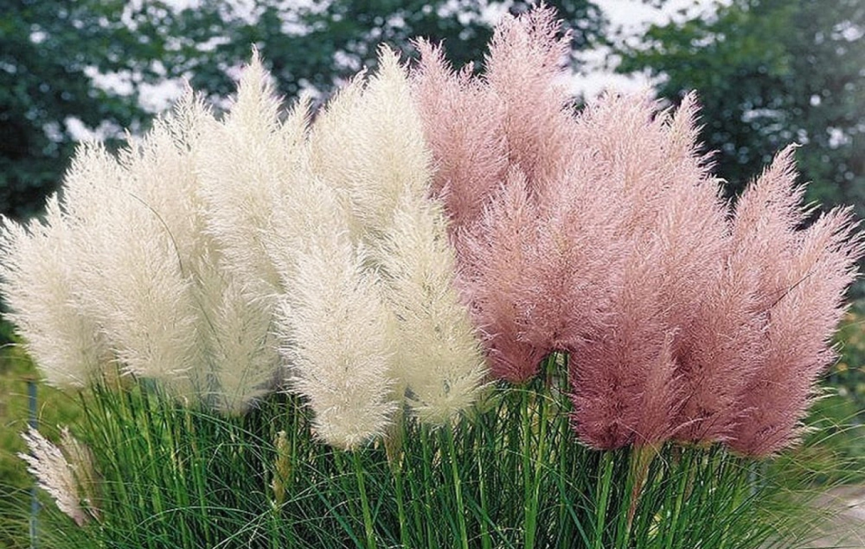 Pampasgras ‘Cortaderia selloana’ 4 stuks