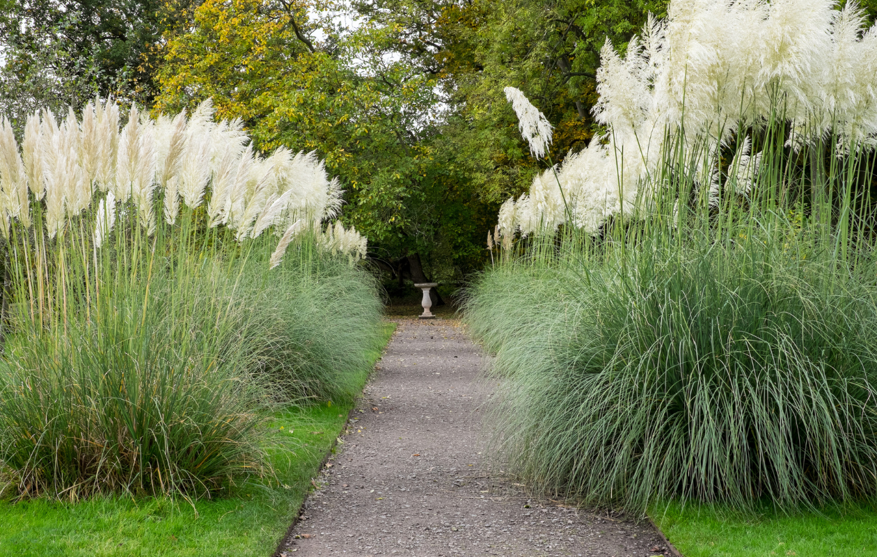 Pampasgras ‘Cortaderia selloana’ 4 stuks