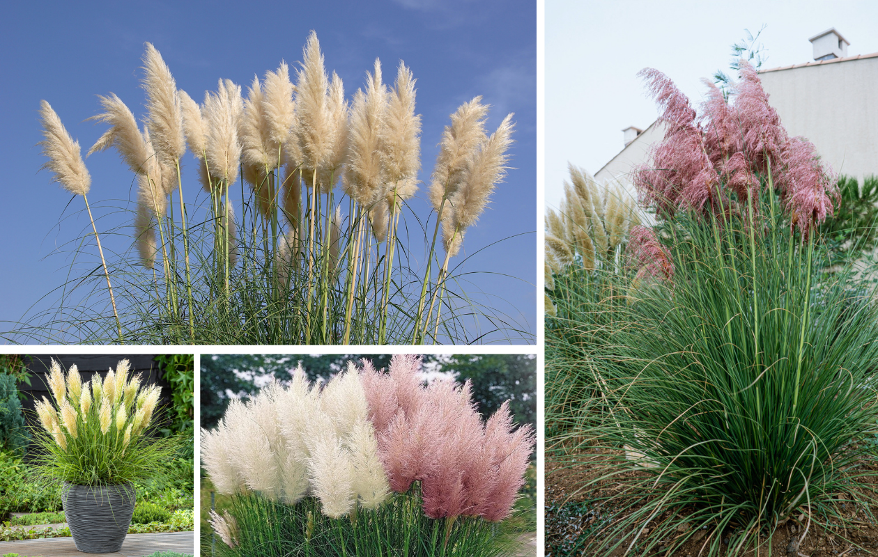 Pampasgras ‘Cortaderia selloana’ 4 stuks