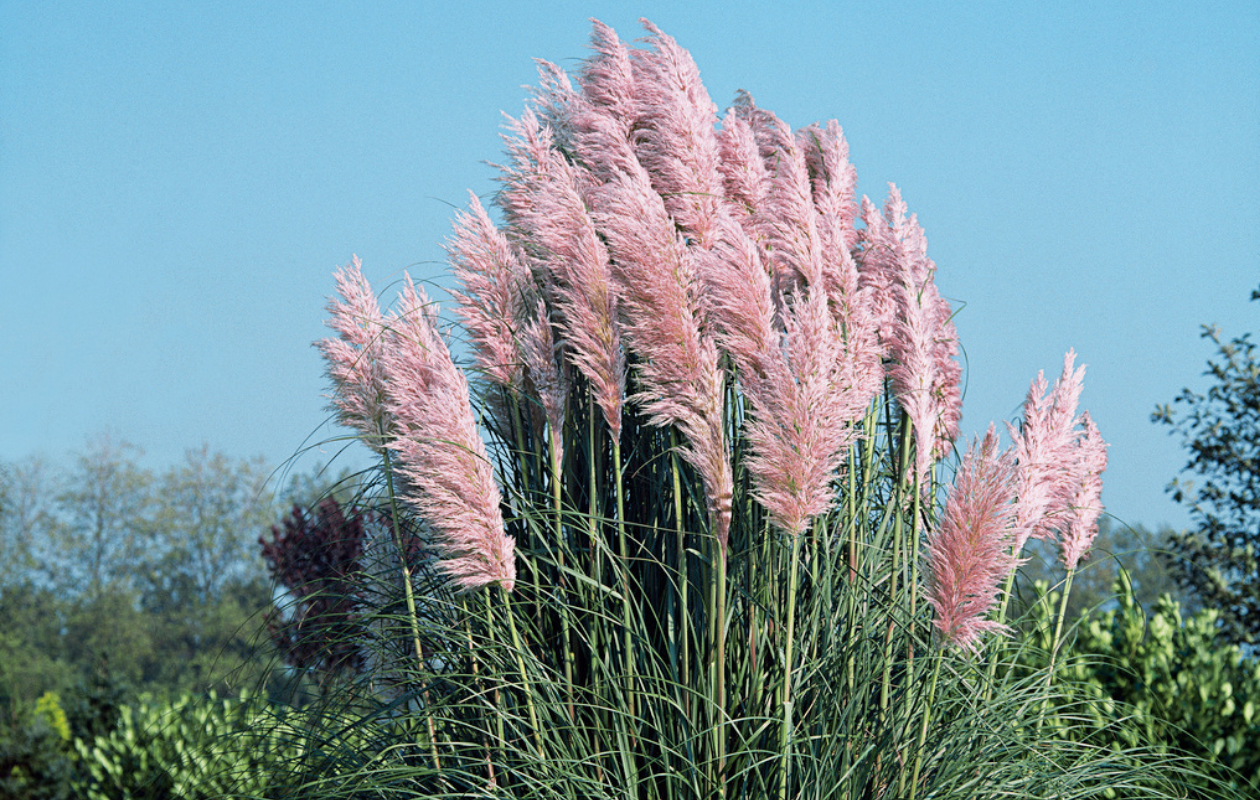 Pampasgras ‘Cortaderia selloana’ 4 stuks