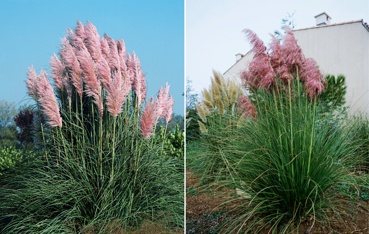 Herbe de la pampa « Cortaderia selloana » rose - 2 pièces