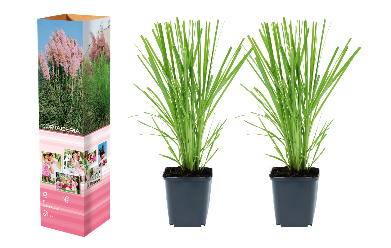 Herbe de la pampa « Cortaderia selloana » rose - 2 pièces