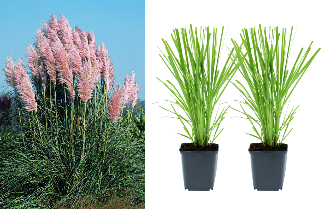 Herbe de la pampa « Cortaderia selloana » rose - 2 pièces