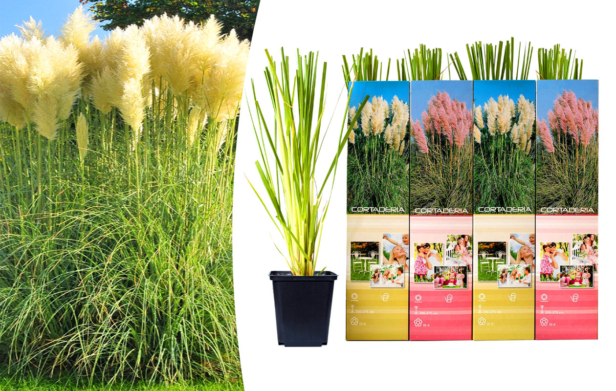 Set van 4 verschillende pampasgrassen 30 - 38 cm