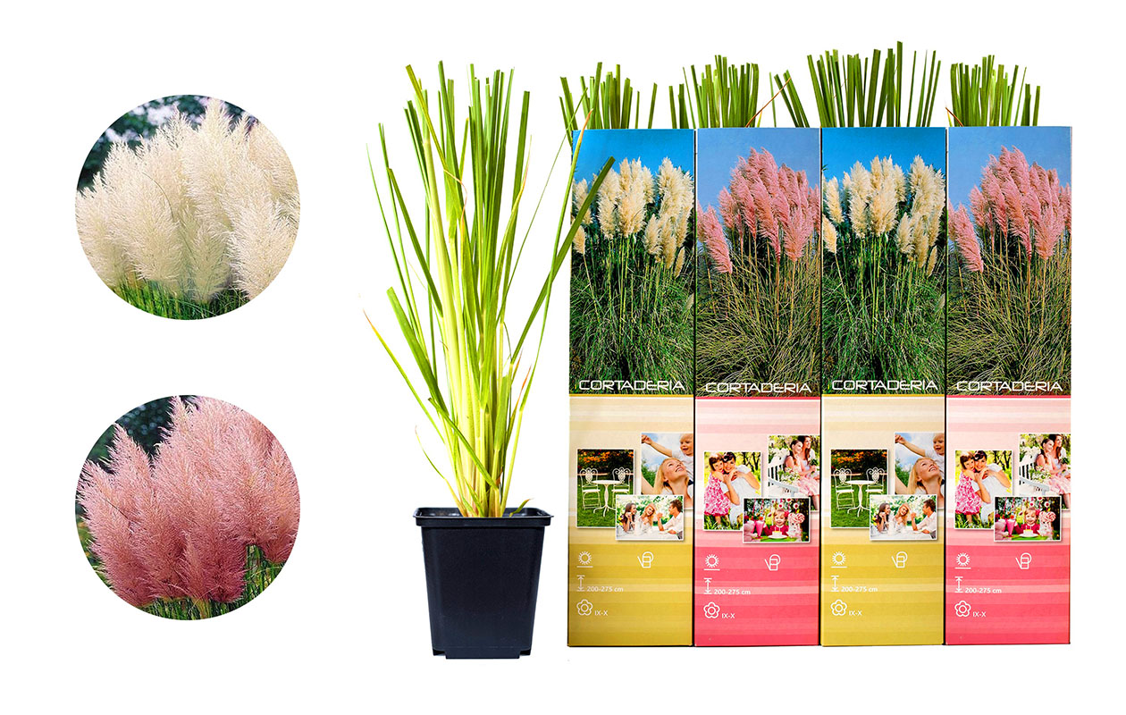 Set van 4 verschillende pampasgrassen 30 - 38 cm