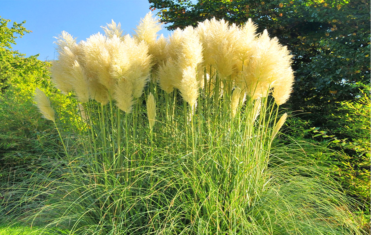 Set van 4 verschillende pampasgrassen 30 - 38 cm