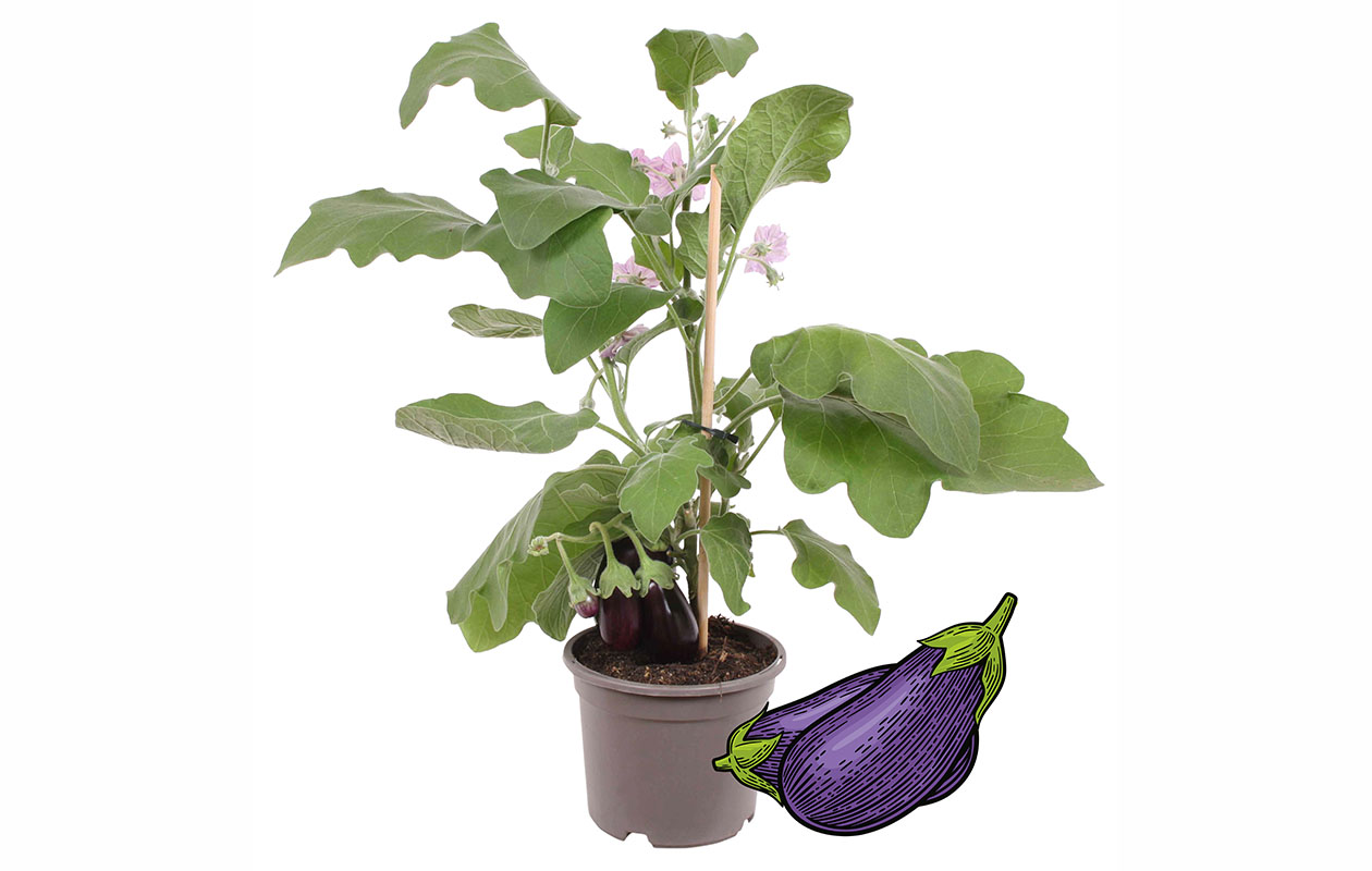 PICK-&-JOY® Aubergine 