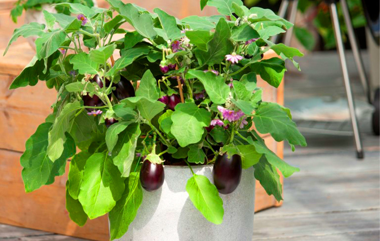 PICK-&-JOY® Aubergine 