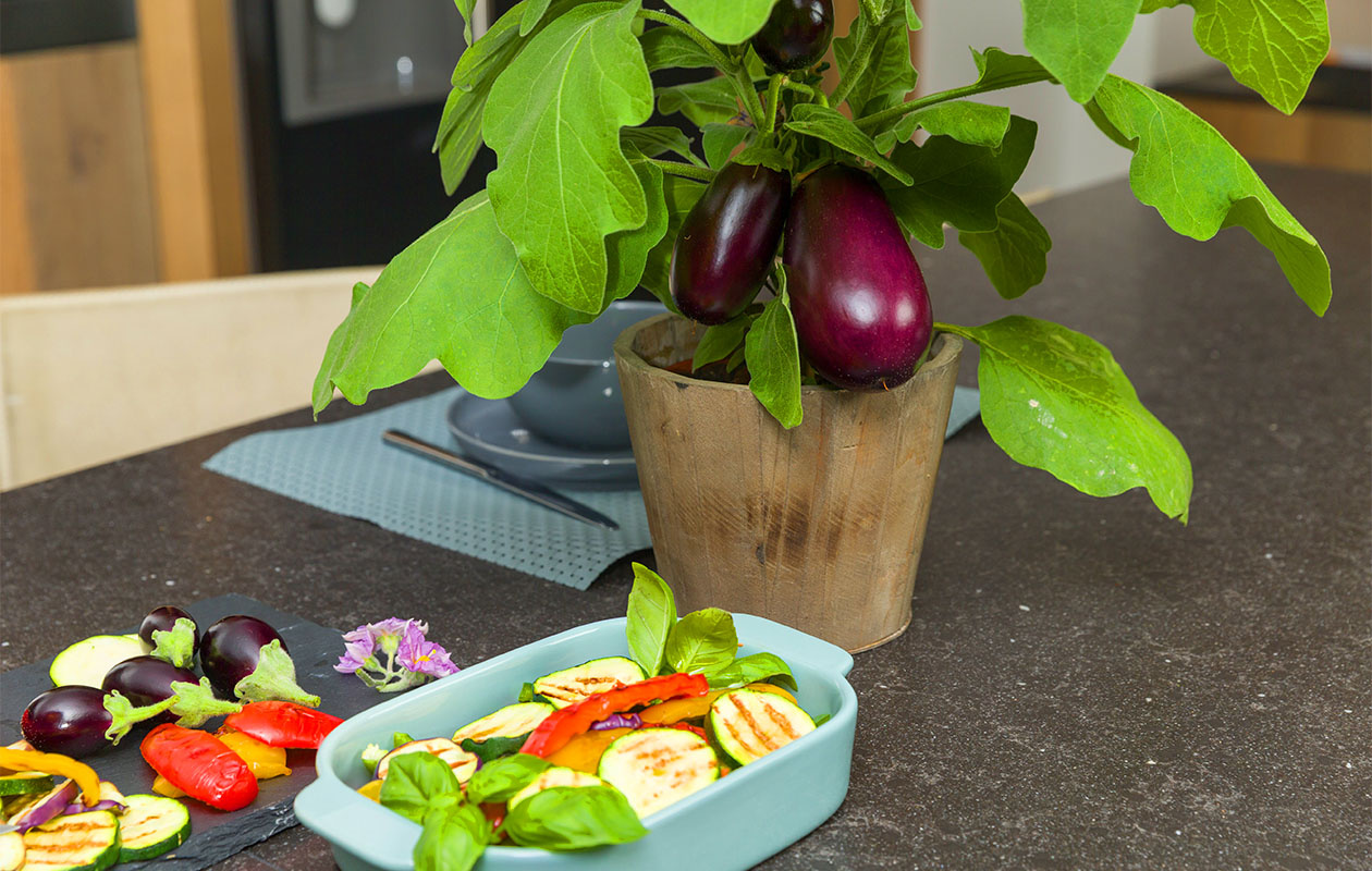 PICK-&-JOY® Aubergine 