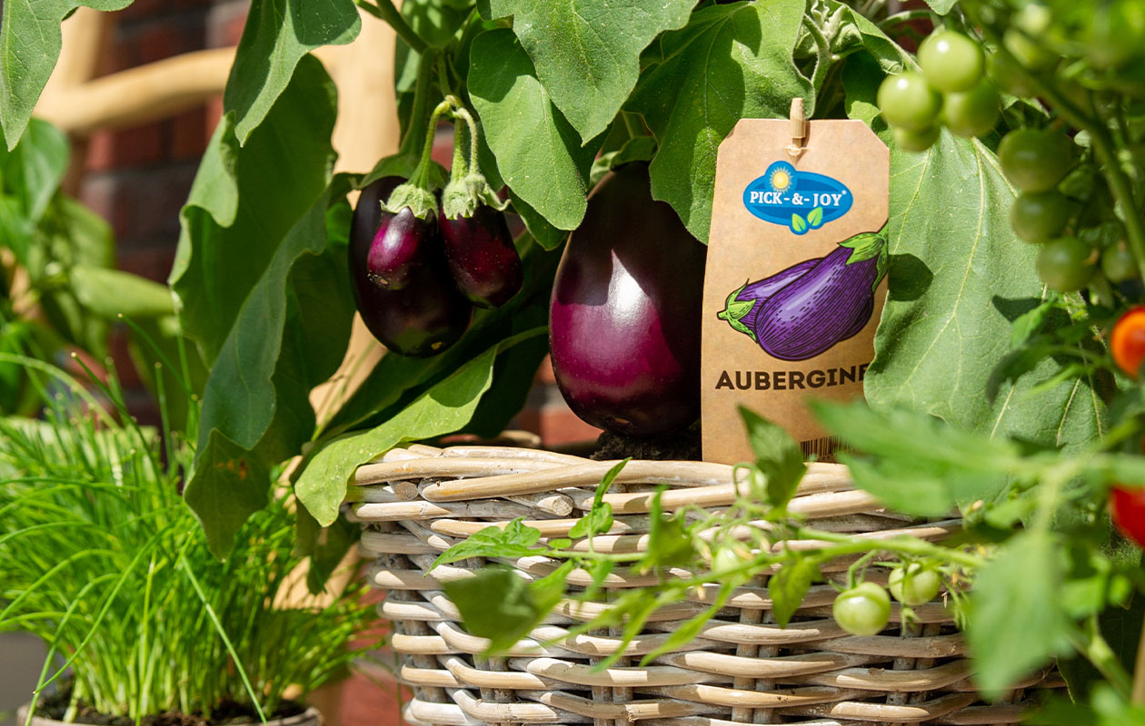PICK-&-JOY® Aubergine 