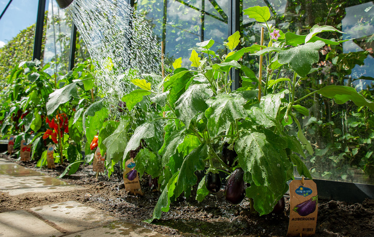 PICK-&-JOY® Aubergine 