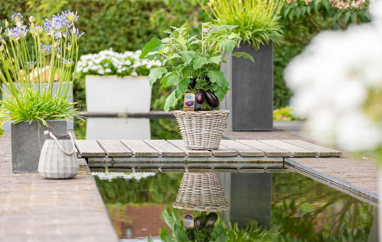 PICK-&-JOY® Aubergine 