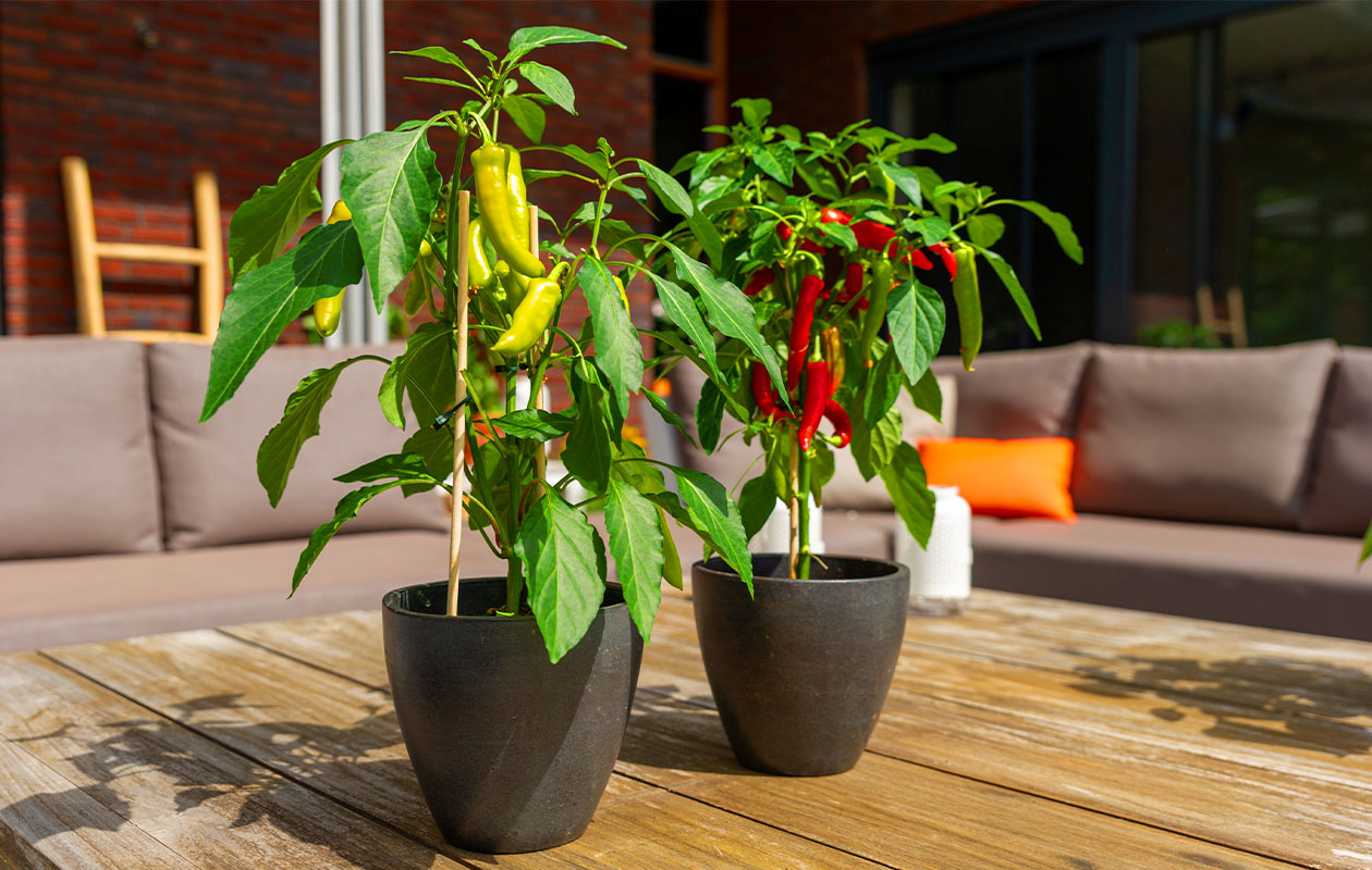 PICK-&-JOY® Hot Chili Red