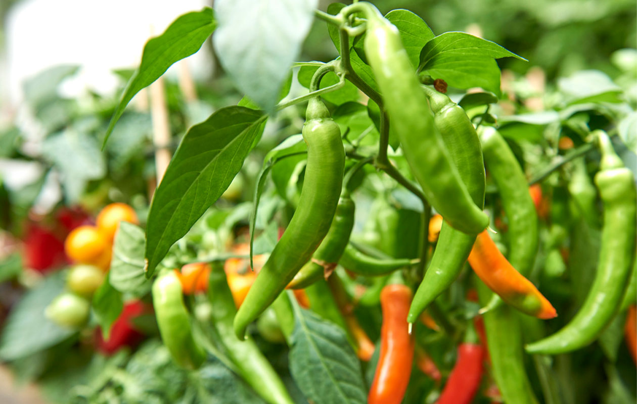 PICK-&-JOY® Hot Chili Red