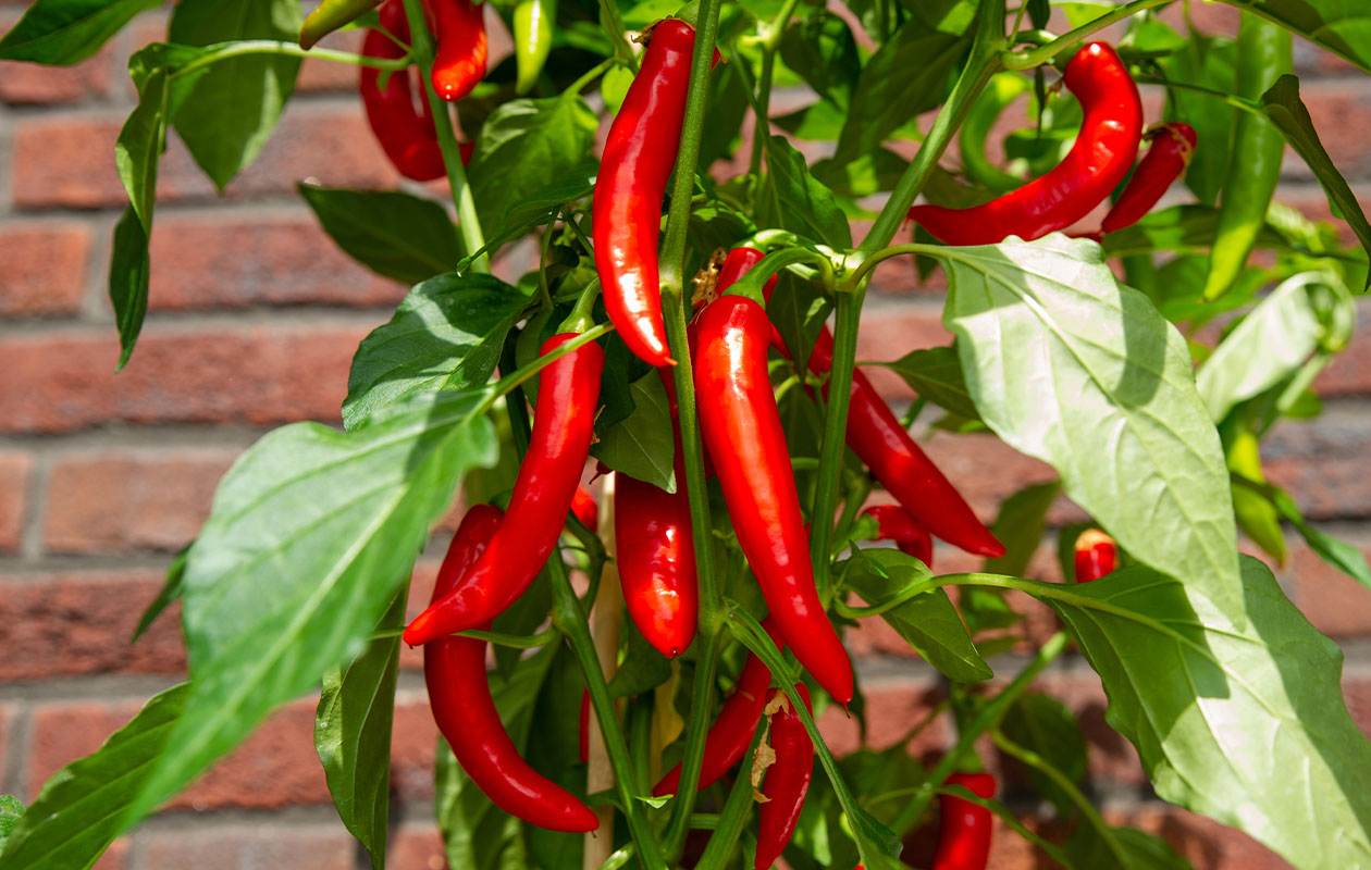 PICK-&-JOY® Hot Chili Red