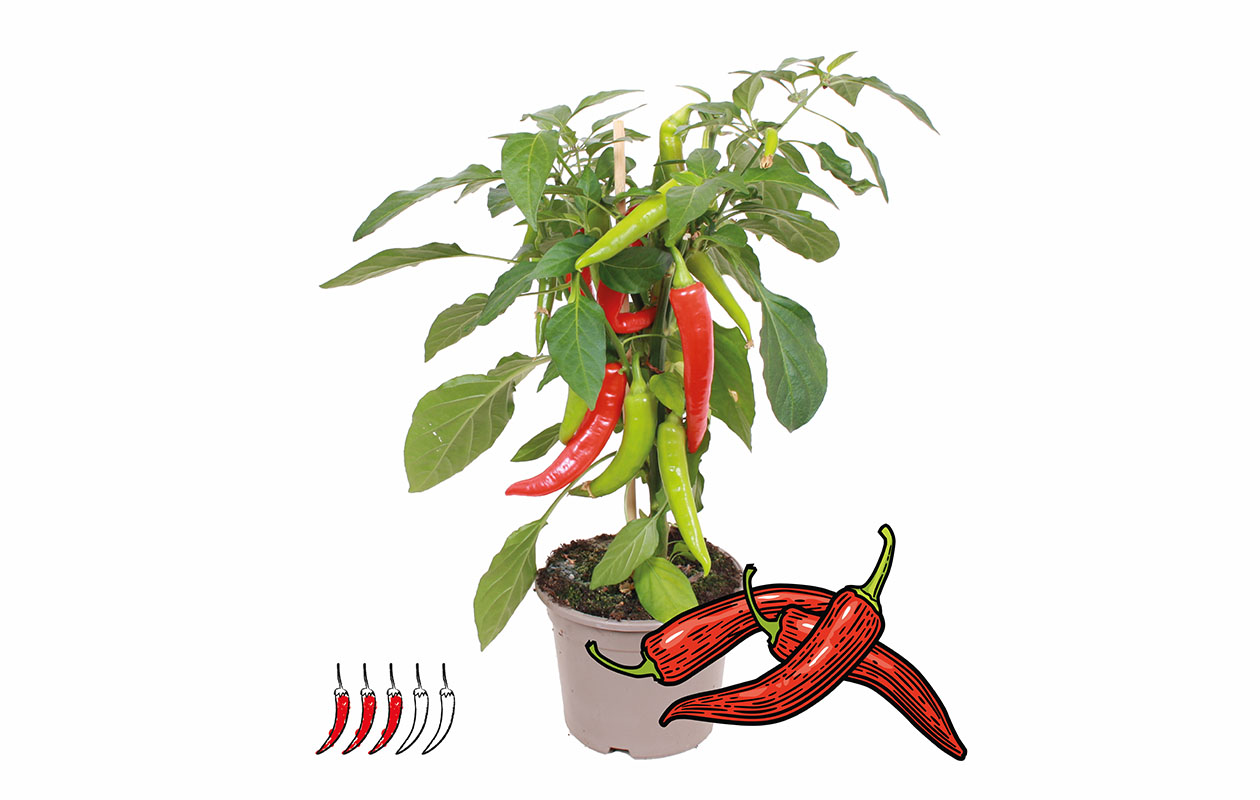 PICK-&-JOY® Hot Chili Red
