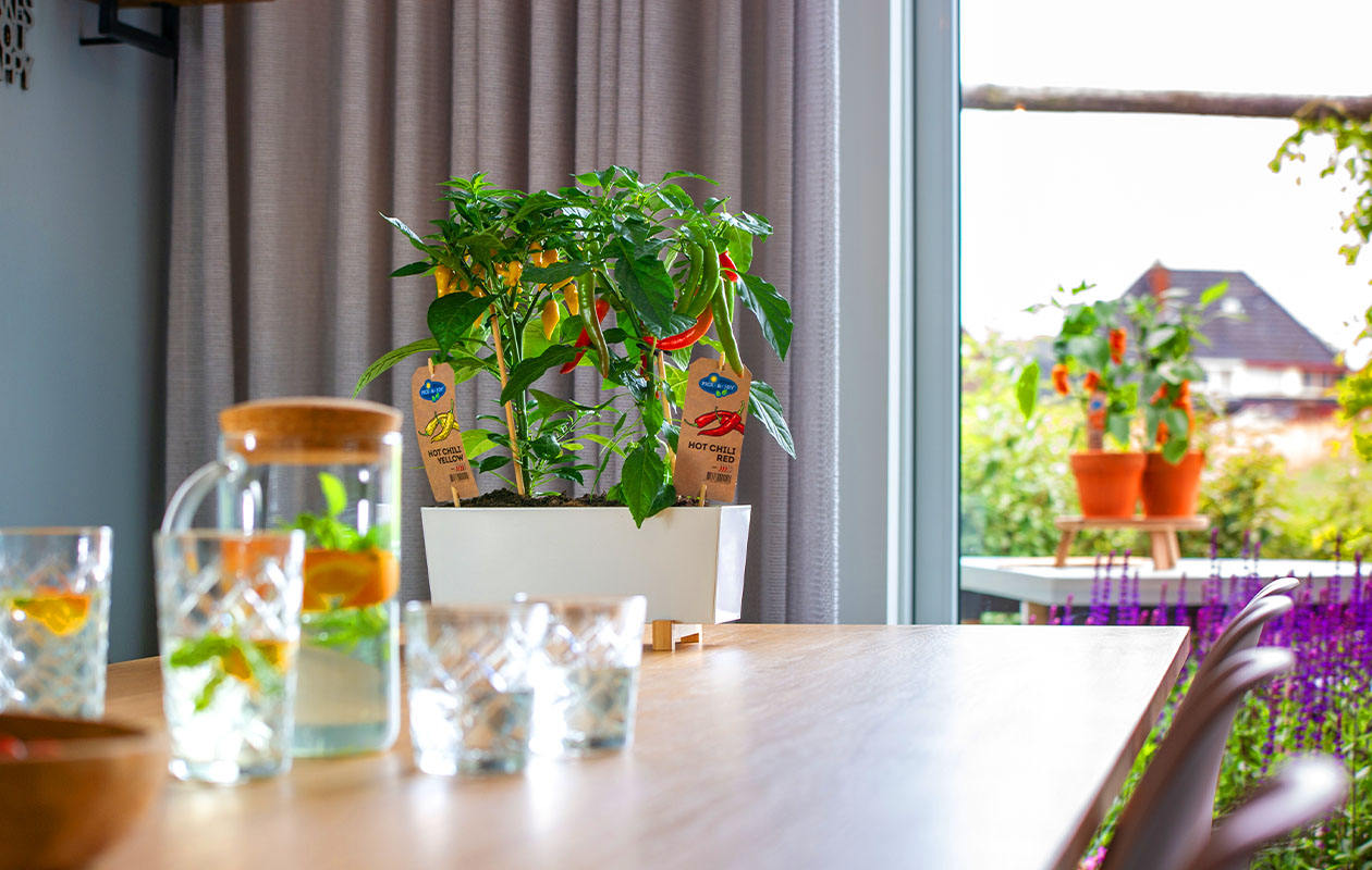 PICK-&-JOY® Hot Chili Red