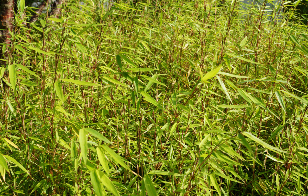 Bambou rouge Fargesia 'Asian Wonder' - 2 pièces