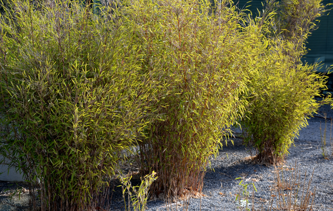 Bambou rouge Fargesia 'Asian Wonder' - 2 pièces