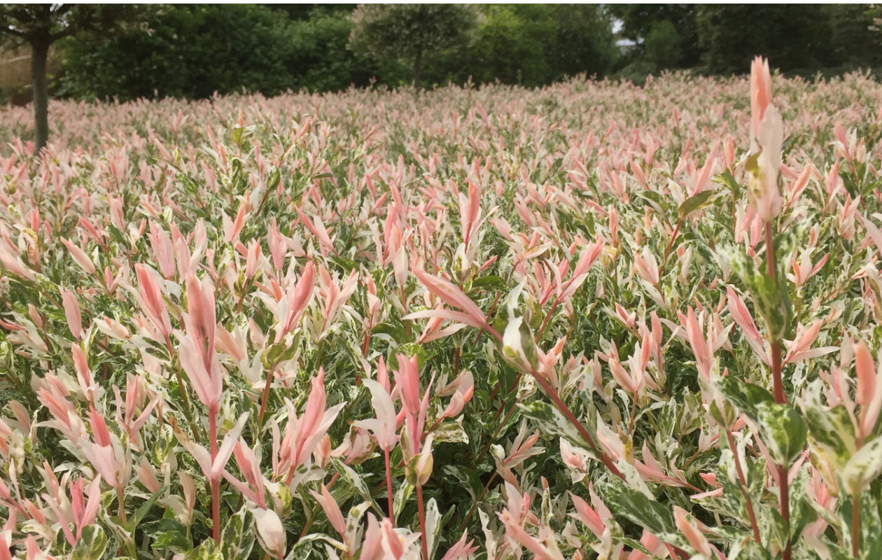 Salix integra 'Flamingo' - 3 stuks