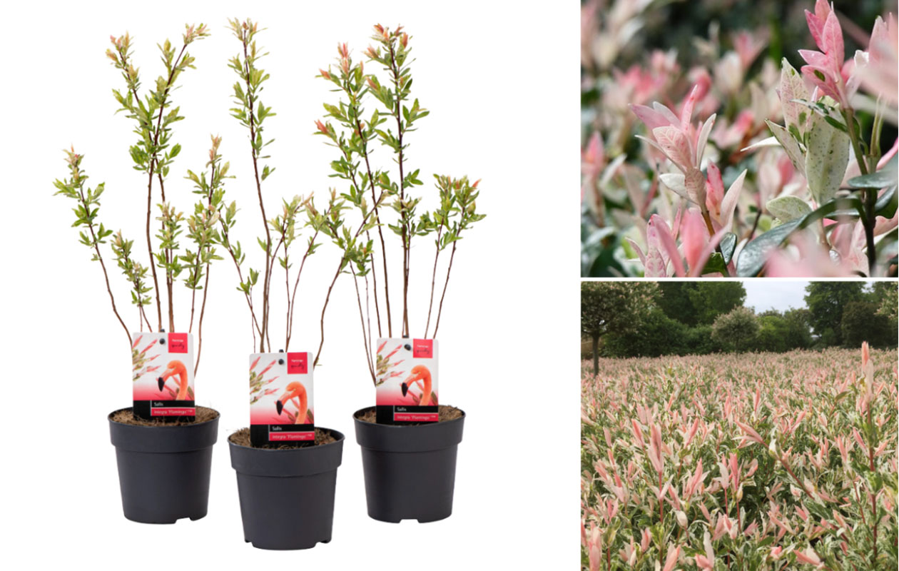 Salix integra 'Flamingo' - 3 stuks