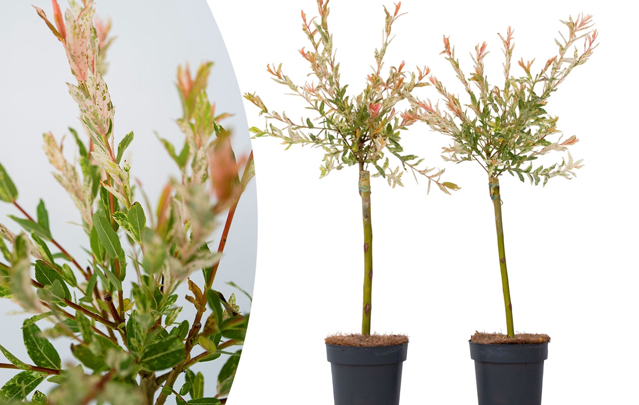 Set van 2 Salix Flamingo bomen (60 - 80 cm)