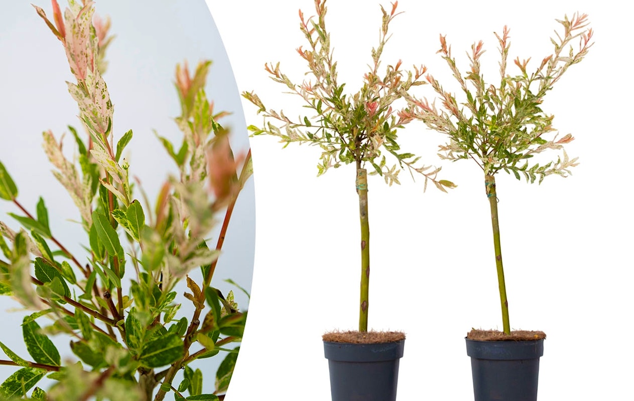 Lot de 2 arbres Salix Flamingo (60 - 80 cm)