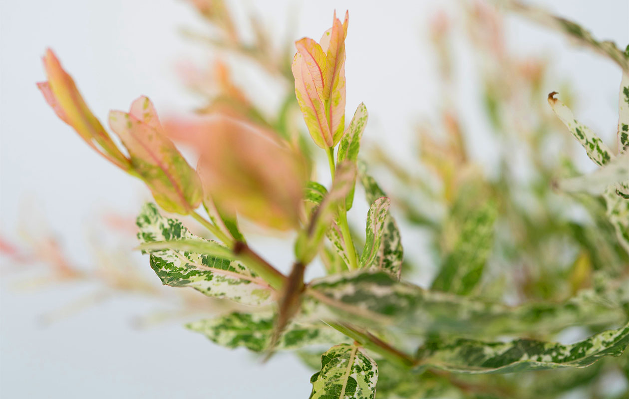 Set van 2 Salix Flamingo bomen (60 - 80 cm)