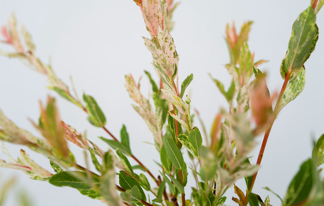 Set van 2 Salix Flamingo bomen (60 - 80 cm)